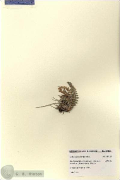URN_catalog_HBHinton_herbarium_27861.jpg.jpg