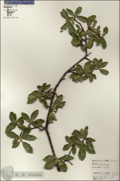 URN_catalog_HBHinton_herbarium_25439.jpg.jpg
