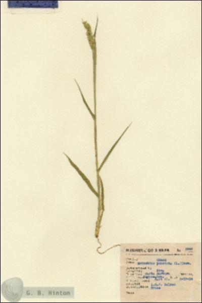 URN_catalog_HBHinton_herbarium_5648.jpg.jpg