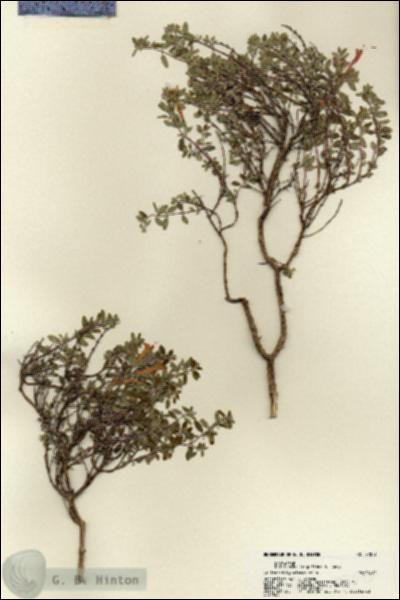 URN_catalog_HBHinton_herbarium_22073.jpg.jpg