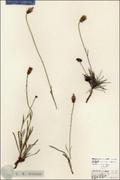 URN_catalog_HBHinton_herbarium_25392.jpg.jpg
