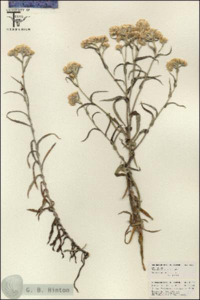 URN_catalog_HBHinton_herbarium_26247.jpg.jpg