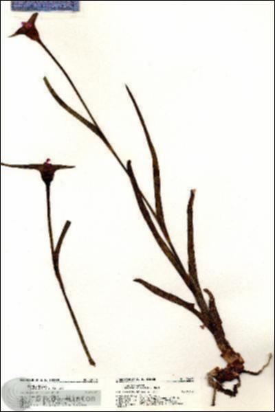 URN_catalog_HBHinton_herbarium_20410.jpg.jpg