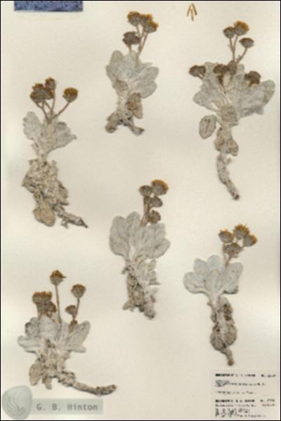 URN_catalog_HBHinton_herbarium_23559.jpg.jpg