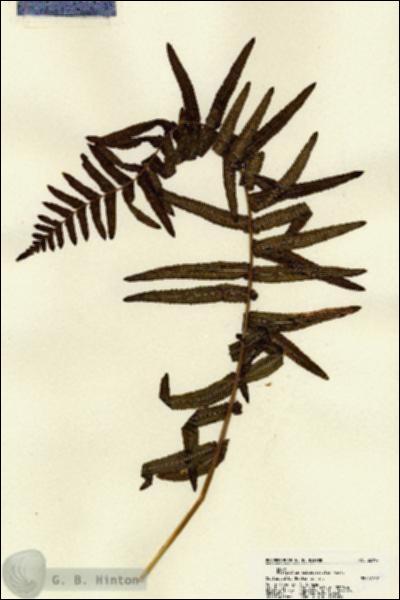 URN_catalog_HBHinton_herbarium_22197.jpg.jpg