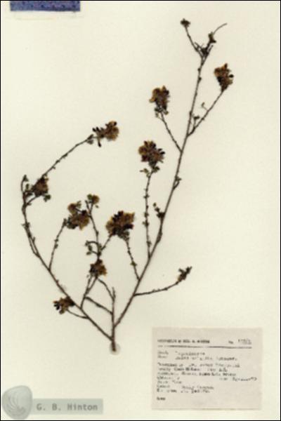 URN_catalog_HBHinton_herbarium_17289.jpg.jpg