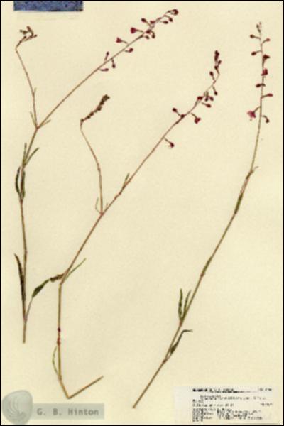 URN_catalog_HBHinton_herbarium_21564.jpg.jpg
