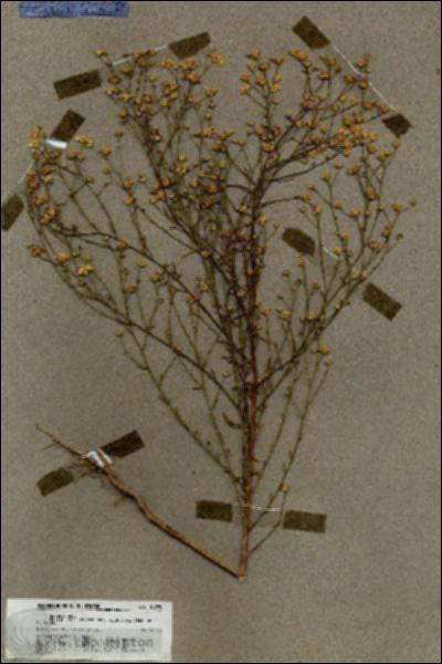 URN_catalog_HBHinton_herbarium_19795.jpg.jpg