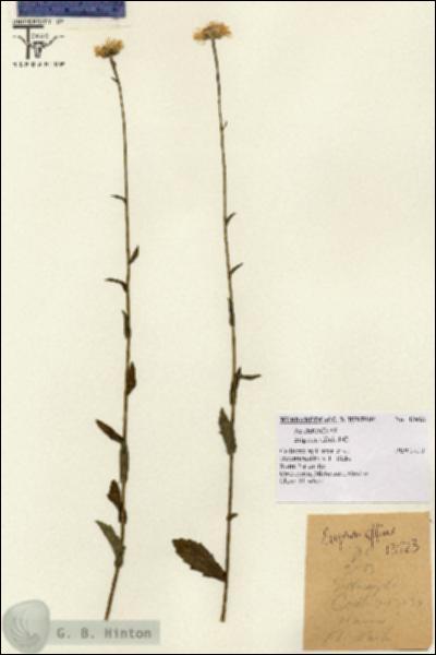 URN_catalog_HBHinton_herbarium_13923.jpg.jpg