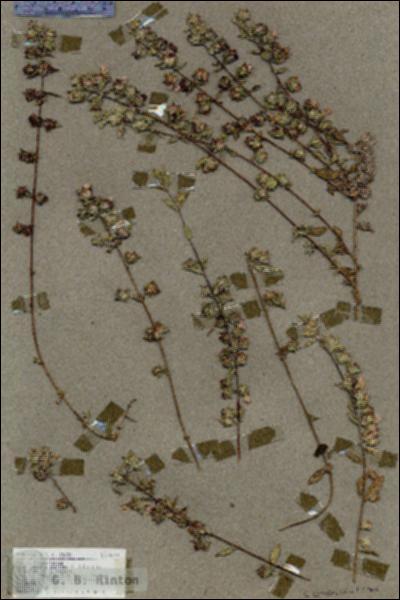 URN_catalog_HBHinton_herbarium_18649.jpg.jpg
