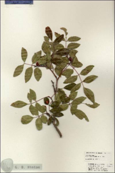 URN_catalog_HBHinton_herbarium_24984.jpg.jpg