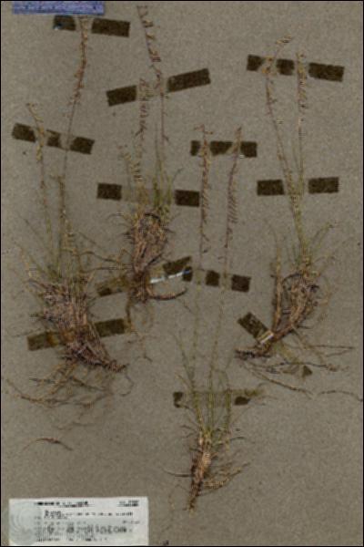 URN_catalog_HBHinton_herbarium_19588.jpg.jpg