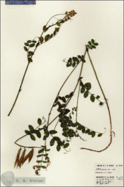 URN_catalog_HBHinton_herbarium_22909.jpg.jpg