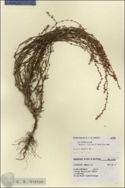 URN_catalog_HBHinton_herbarium_27876.jpg.jpg