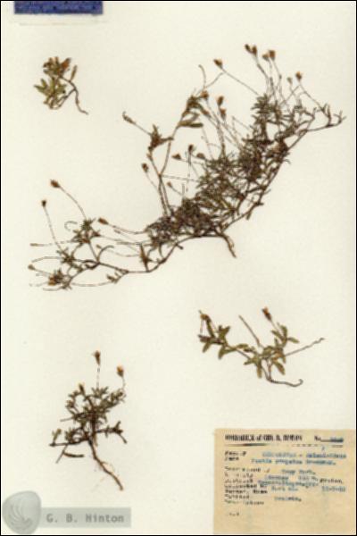 URN_catalog_HBHinton_herbarium_2509.jpg.jpg