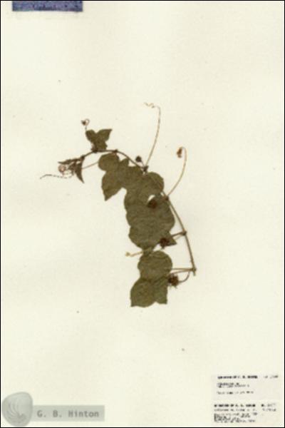 URN_catalog_HBHinton_herbarium_21602.jpg.jpg