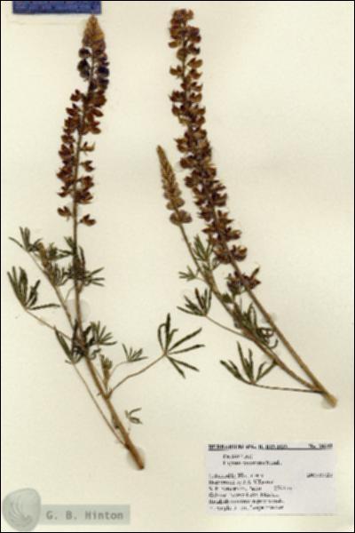 URN_catalog_HBHinton_herbarium_28342.jpg.jpg