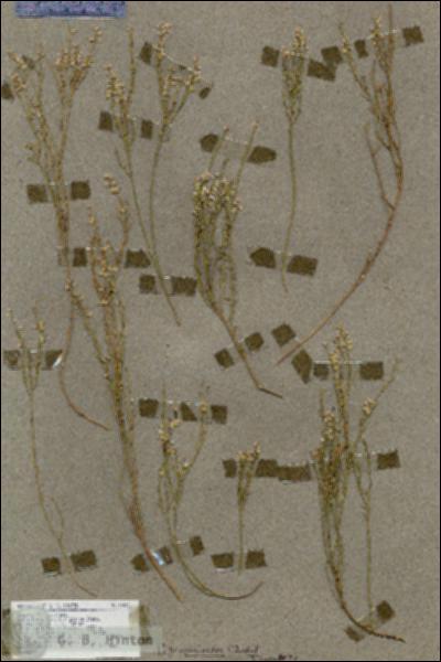 URN_catalog_HBHinton_herbarium_18655.jpg.jpg