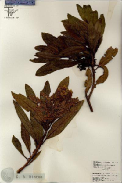 URN_catalog_HBHinton_herbarium_26398.jpg.jpg
