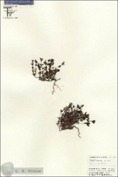URN_catalog_HBHinton_herbarium_25434.jpg.jpg
