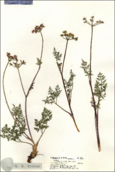 URN_catalog_HBHinton_herbarium_20298.jpg.jpg