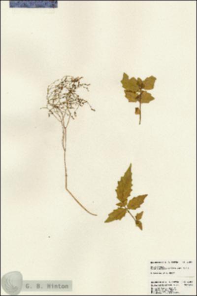 URN_catalog_HBHinton_herbarium_23809.jpg.jpg