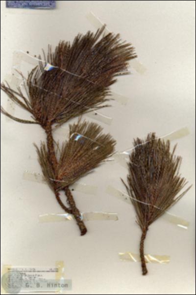 URN_catalog_HBHinton_herbarium_17278.jpg.jpg