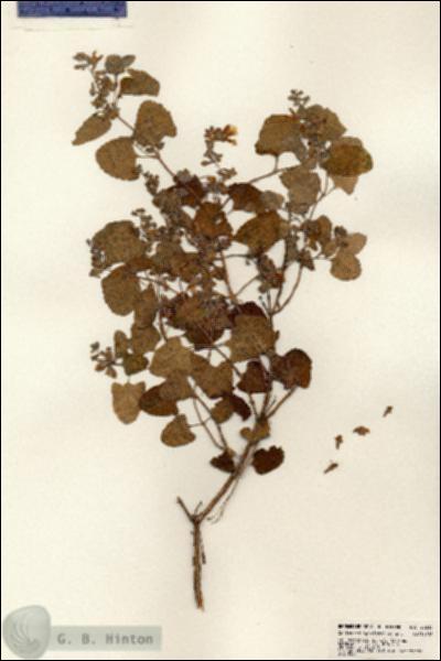 URN_catalog_HBHinton_herbarium_23613.jpg.jpg