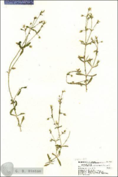URN_catalog_HBHinton_herbarium_21134.jpg.jpg