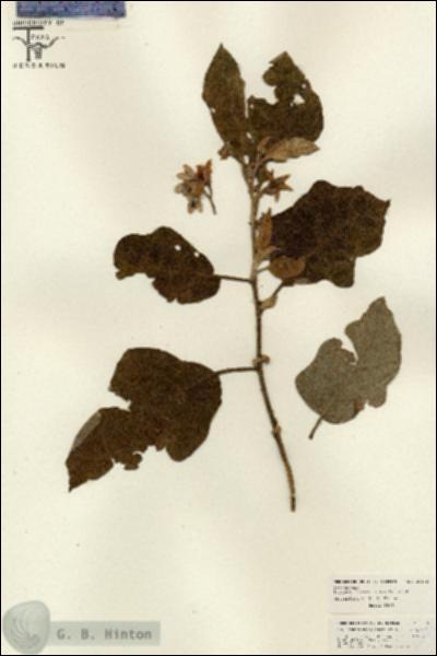 URN_catalog_HBHinton_herbarium_26168.jpg.jpg