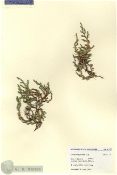 URN_catalog_HBHinton_herbarium_27778.jpg.jpg