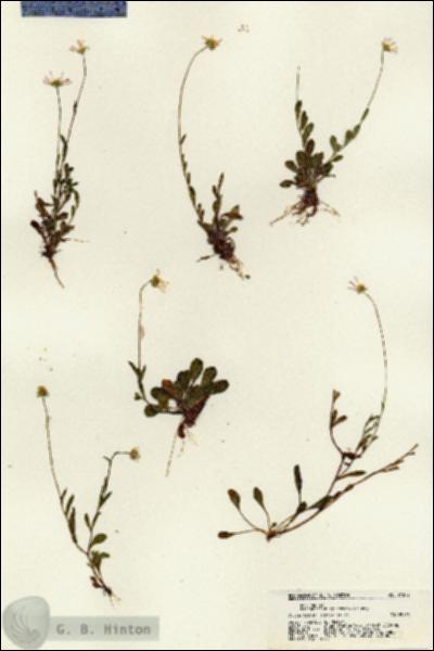 URN_catalog_HBHinton_herbarium_21272.jpg.jpg