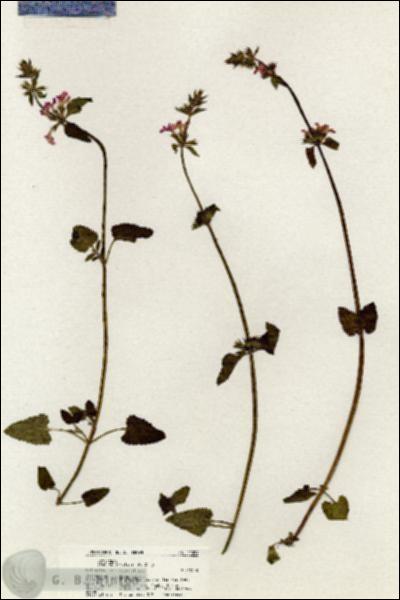 URN_catalog_HBHinton_herbarium_21094.jpg.jpg