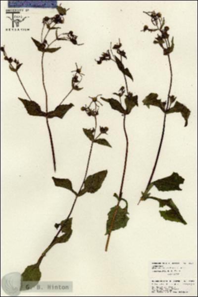 URN_catalog_HBHinton_herbarium_26034.jpg.jpg