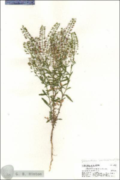 URN_catalog_HBHinton_herbarium_20831.jpg.jpg