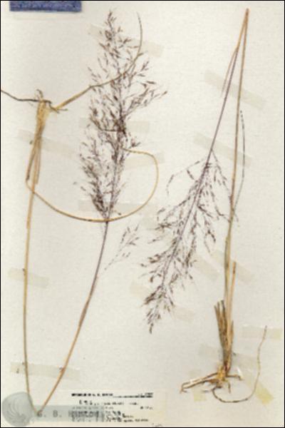 URN_catalog_HBHinton_herbarium_19887.jpg.jpg