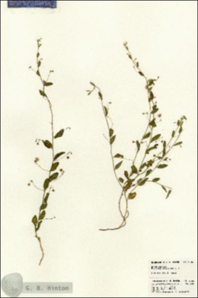 URN_catalog_HBHinton_herbarium_23366.jpg.jpg