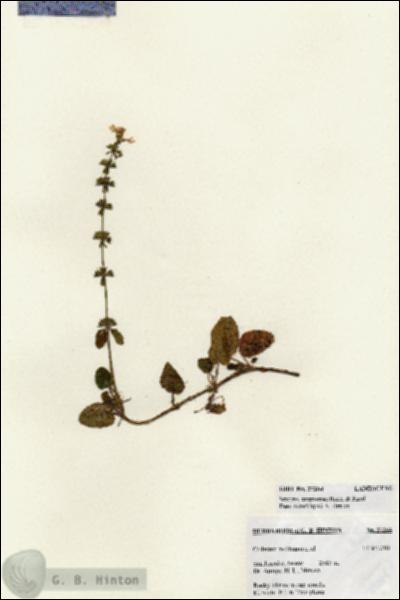 URN_catalog_HBHinton_herbarium_27264.jpg.jpg