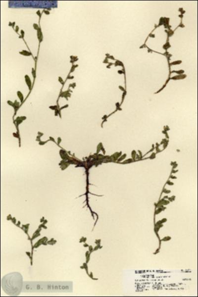 URN_catalog_HBHinton_herbarium_21821.jpg.jpg