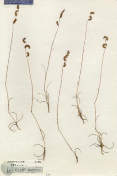URN_catalog_HBHinton_herbarium_20756.jpg.jpg