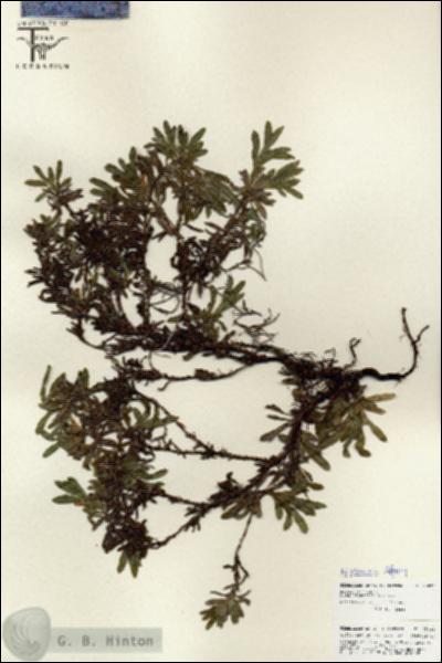 URN_catalog_HBHinton_herbarium_25838.jpg.jpg