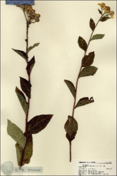URN_catalog_HBHinton_herbarium_22491.jpg.jpg