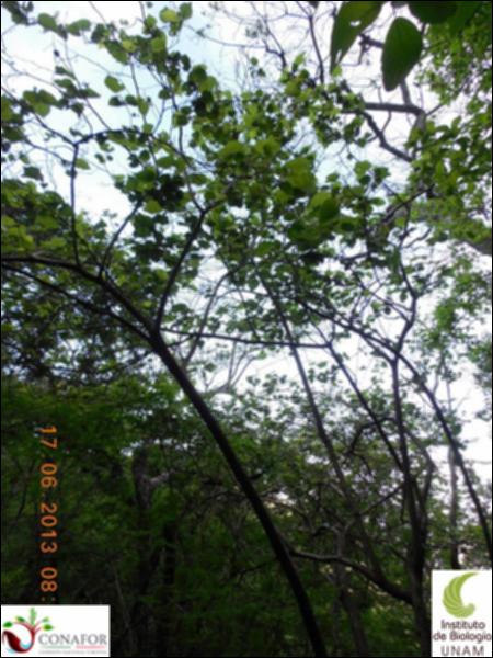 76869_S1_ARC_20130616_002_002.jpg.jpg