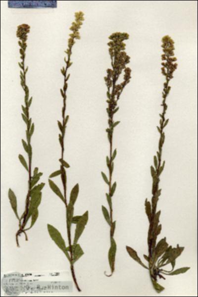 URN_catalog_HBHinton_herbarium_20508.jpg.jpg