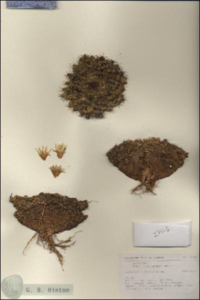 URN_catalog_HBHinton_herbarium_27168.jpg.jpg