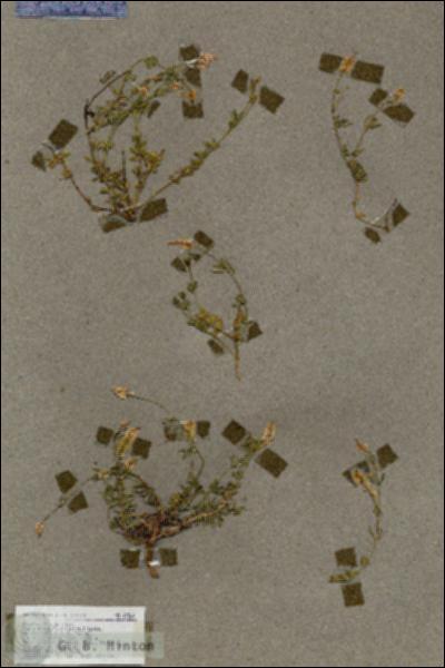 URN_catalog_HBHinton_herbarium_17564.jpg.jpg