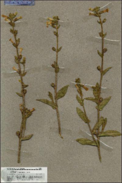 URN_catalog_HBHinton_herbarium_19856.jpg.jpg