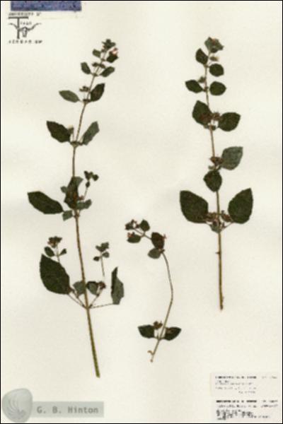 URN_catalog_HBHinton_herbarium_26457.jpg.jpg