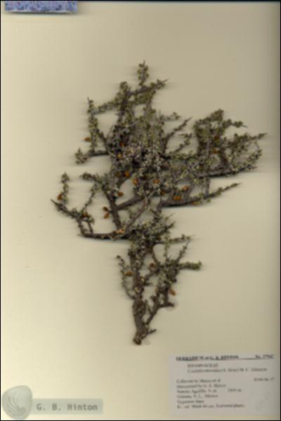 URN_catalog_HBHinton_herbarium_27547.jpg.jpg