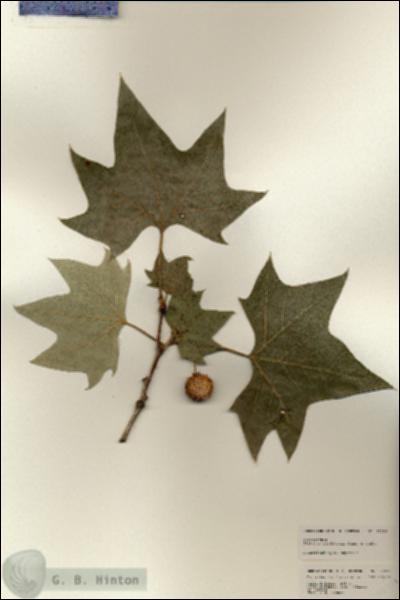 URN_catalog_HBHinton_herbarium_25239.jpg.jpg